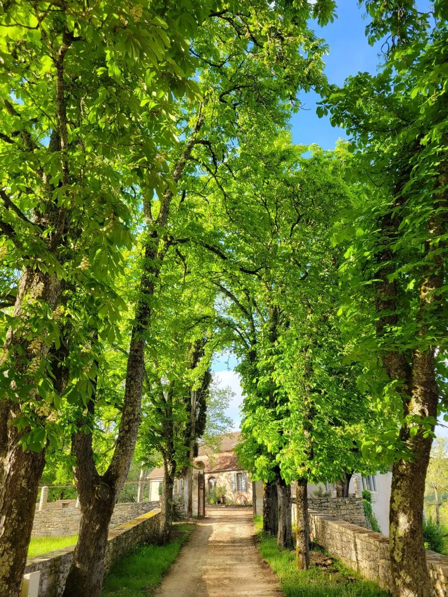 Marché à Luzech