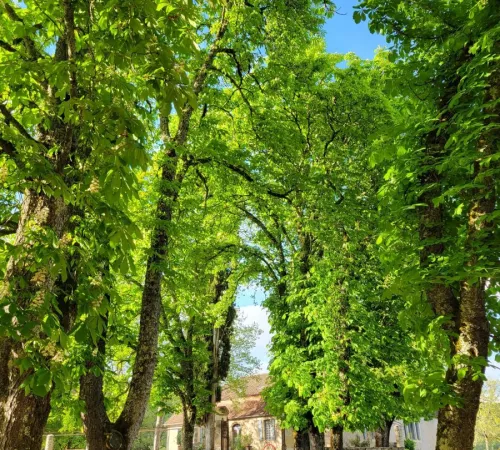 Marché à Luzech